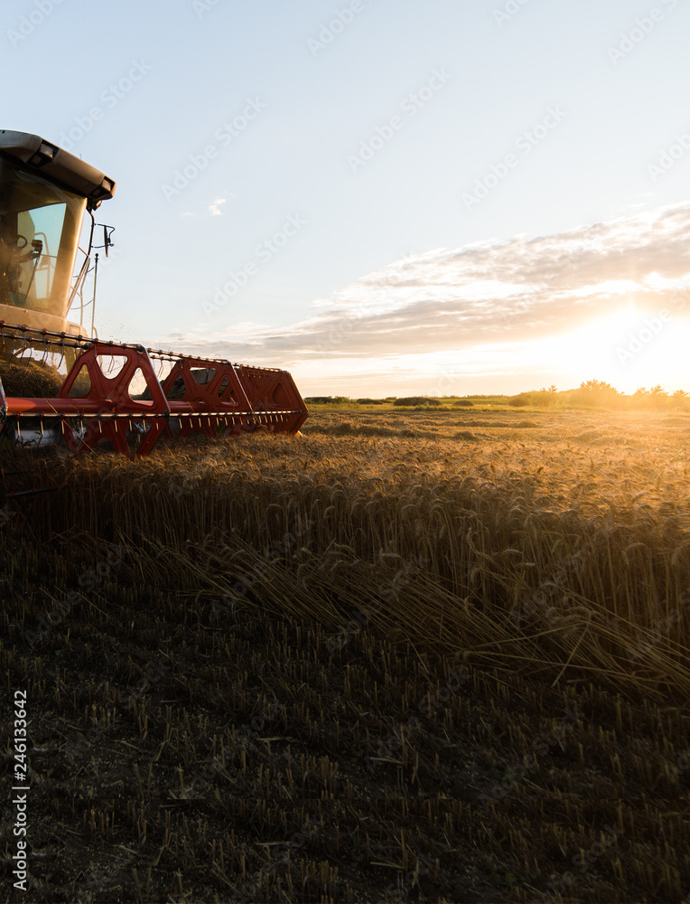 Fototapeta premium Harvesting of wheat field with combine