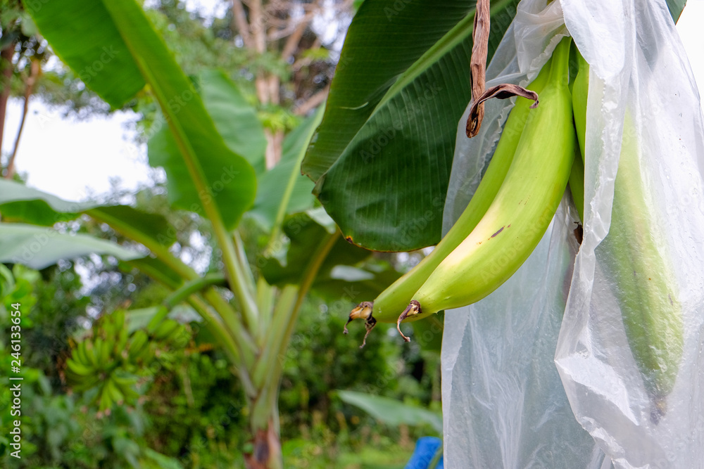 Horn plantain or Pisang Tanduk (Malaysia/Indonesia), Kluai Nga Chang