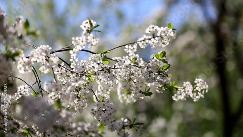 Spring flowering branches. photo