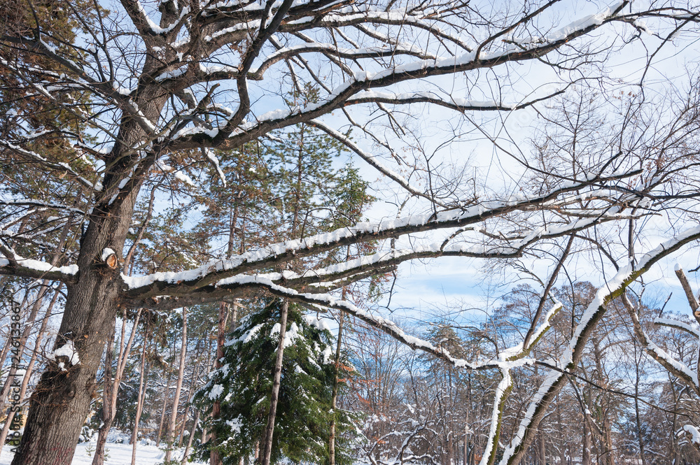 Winter in the nature, Tree tops with branches covered with snow in the park in the winter season with sunlight Winter in the nature, Tree tops with branches covered with snow in the park in the winter season with sunlight