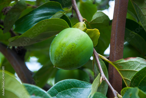 Unripe green persimmon fruit on the branch