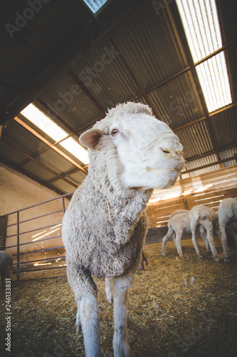 Close up image of a Merino sheep in a shed, in the Karoo region of south africa, getting ready to be sheered and the wool exported photo