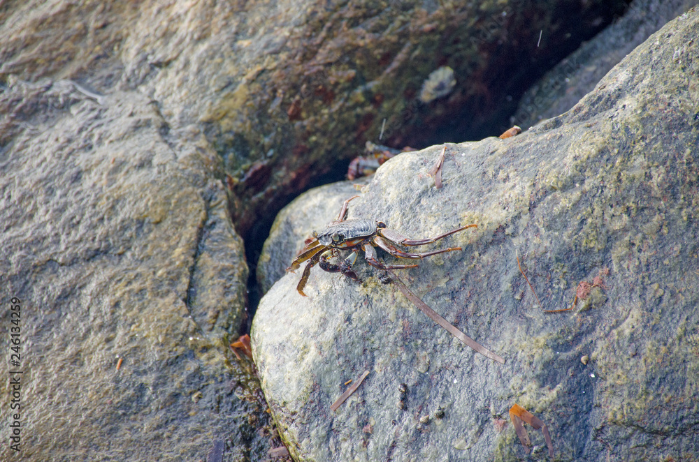 sea animal a crab on stones