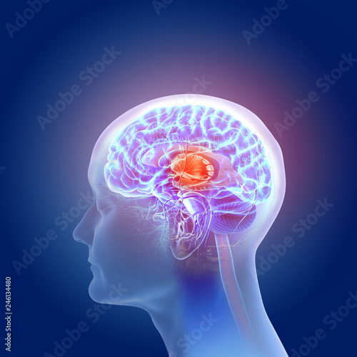 Fototapeta Naklejka Na Ścianę i Meble -  3d illustration of the human brain anatomy