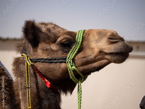 Camel Farm in Al Hasa, Saudi Arabia