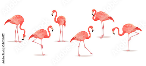 Set of exotic flamingos isolated on white background. Hand drawn watercolor illustration. © MarySan