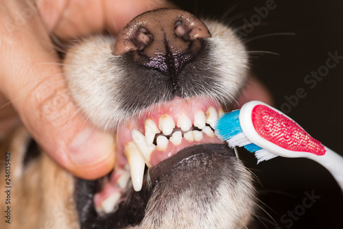 the owner cleans the dog's teeth with a toothbrush