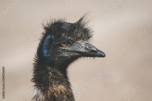Close up image of an emu flightless bird