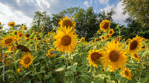 Fototapeta Naklejka Na Ścianę i Meble -  Postkartenmotiv Sonnenblumen im Sommer