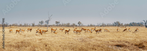 Panorama - Gruppe Roter Letschwe Antilopen im Grasland des Moremi Nationalparks, Okavango Delta, Botswana
