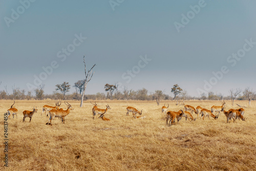 Gruppe Roter Letschwe Antilopen im Grasland des Moremi Nationalparks, Okavango Delta, Botswana