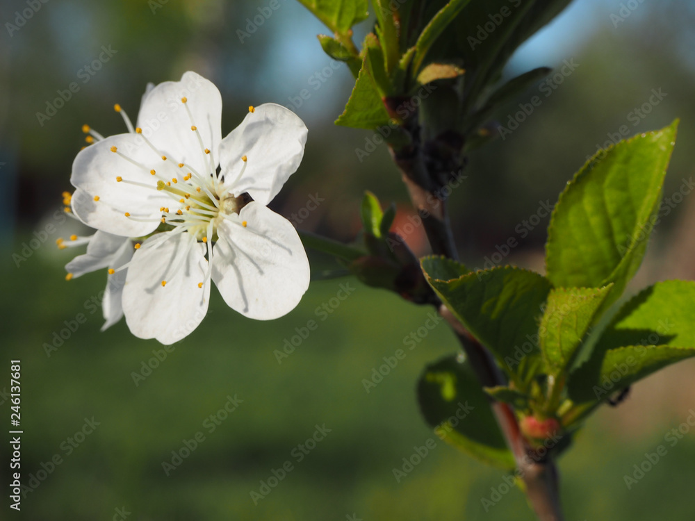 Flower and newly discovered cherry leaves Flower and newly discovered cherry leaves