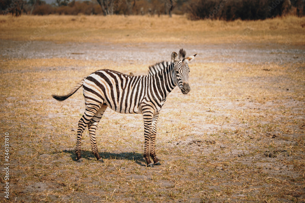 Naklejka premium Einzelnes Zebra-Fohlen im Grasland des Moremi Nationalparks, Okavango Delta, Botswana