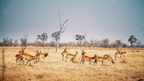 Fototapeta Naklejka Na Ścianę i Meble -  Gruppe Roter Letschwe Antilopen im Grasland des Moremi Nationalparks, Okavango Delta, Botswana
