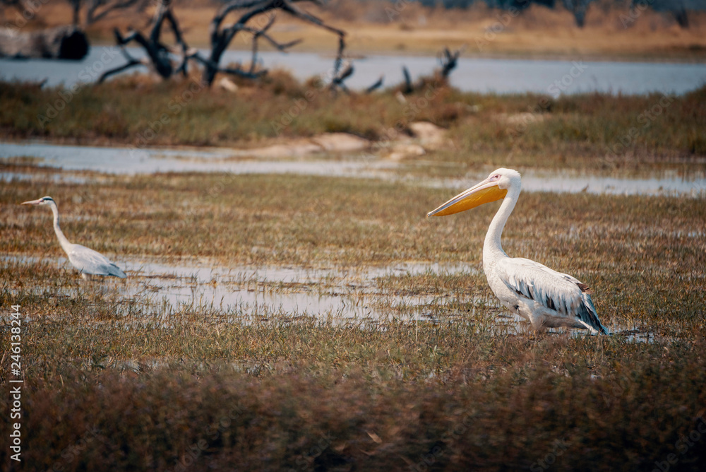 Obraz premium Rosapelikan (Pelecanus onocrotalus) im Überschwemmungsgebiet des Okavango, Moremi Nationalpark, Okavango Delta, Botswana