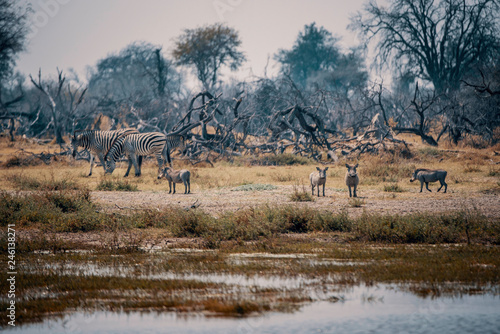 Zebras und Warzenschweine auf einer Insel im Überschwemmungsgebiet des Okavango, Moremi Nationalpark, Okavango Delta, Botswana