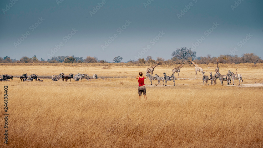 Obraz premium Eine Frau in rot fotografiert eine Herde Zebras, Gnus und Giraffen im Grasland des Moremi Nationalparks, Okavango Delta, Botswana