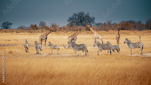 Eine Gruppe Zebras und Giraffen im Grasland des Moremi Nationalparks, Okavango Delta, Botswana photo