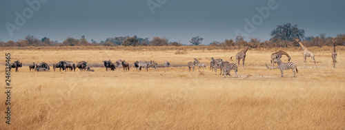 Großes Panorama - Eine Herde Zebras, Gnus und Giraffen im Grasland des Moremi Nationalparks, Okavango Delta, Botswana photo