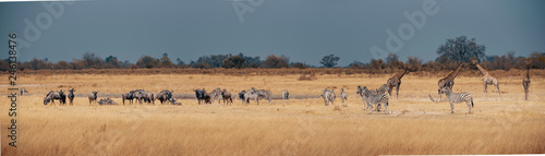 Großes Panorama - Eine Herde Zebras, Gnus und Giraffen im Grasland des Moremi Nationalparks, Okavango Delta, Botswana
