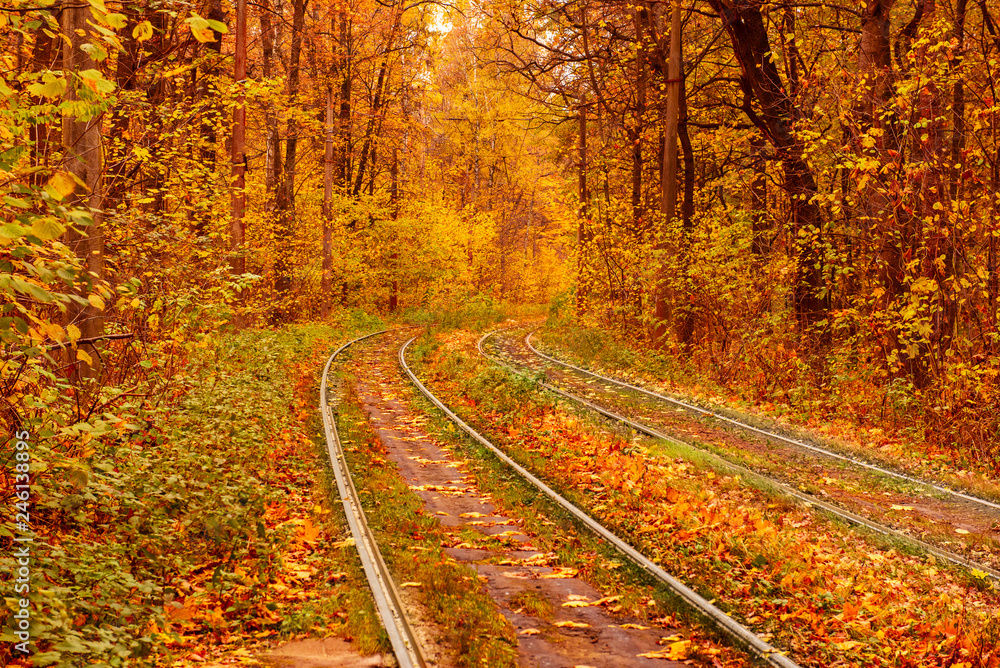 Obraz premium Rails in the forest