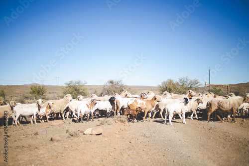 A large flock of sheep being trekked in the great karoo region of south africa, to greener pastures.