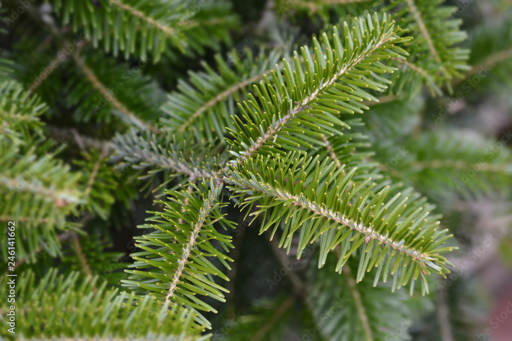 Nordmann fir Nordmann fir