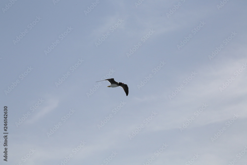 gull gull