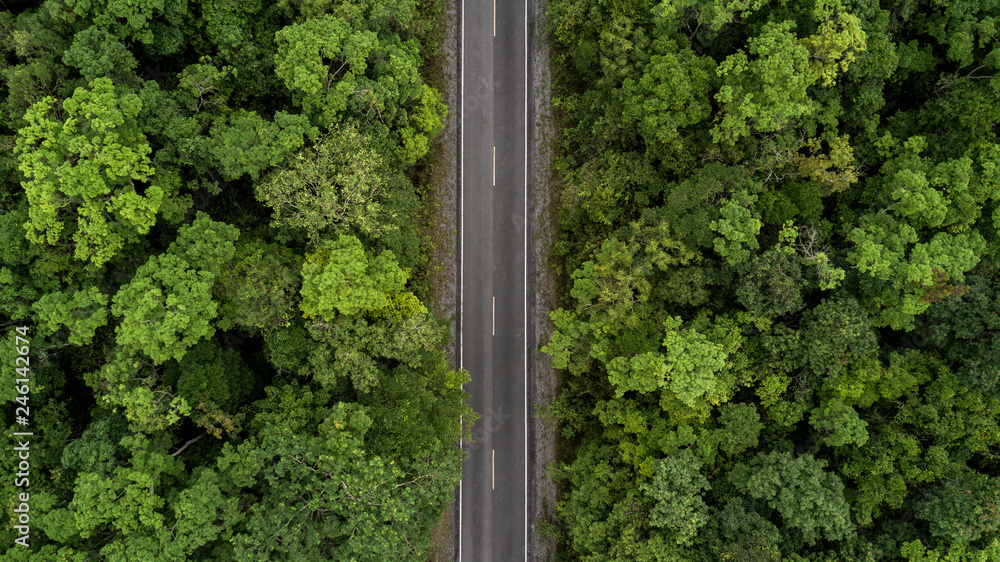 Road through the green forest, aerial view road going through forest.