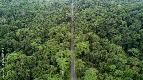 Road through the green forest, aerial view road going through forest.