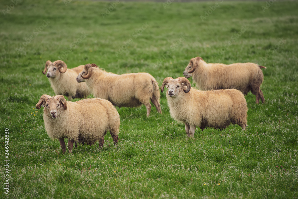Sheep grazing in Iceland