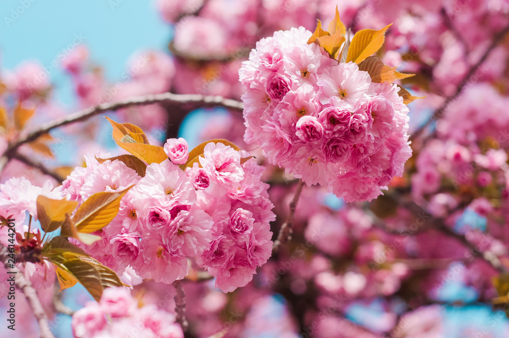 Tender Sakura flowers close up blossoming in spring season. Beauty in nature of pink spring cherry blossom in Uzhgorod, Ukraine. Abstract Sakura Background. Tender Sakura flowers close up blossoming in spring season. Beauty in nature of pink spring cherry blossom in Uzhgorod, Ukraine. Abstract Sakura Background.