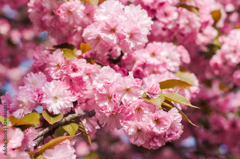 Tender Sakura flowers close up blossoming in spring season. Beauty in nature of pink spring cherry blossom in Uzhgorod, Ukraine. Abstract Sakura Background. Tender Sakura flowers close up blossoming in spring season. Beauty in nature of pink spring cherry blossom in Uzhgorod, Ukraine. Abstract Sakura Background.