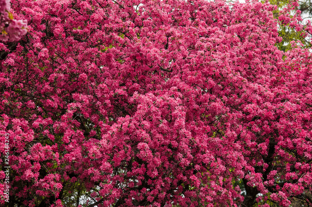 Tender Sakura flowers close up blossoming in spring season. Beauty in nature of pink spring cherry blossom in Uzhgorod, Ukraine. Abstract Sakura Background.
