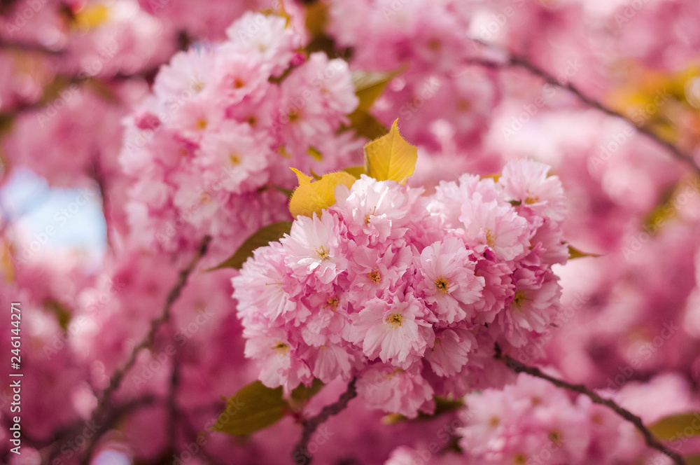 Tender Sakura flowers close up blossoming in spring season. Beauty in nature of pink spring cherry blossom in Uzhgorod, Ukraine. Abstract Sakura Background.