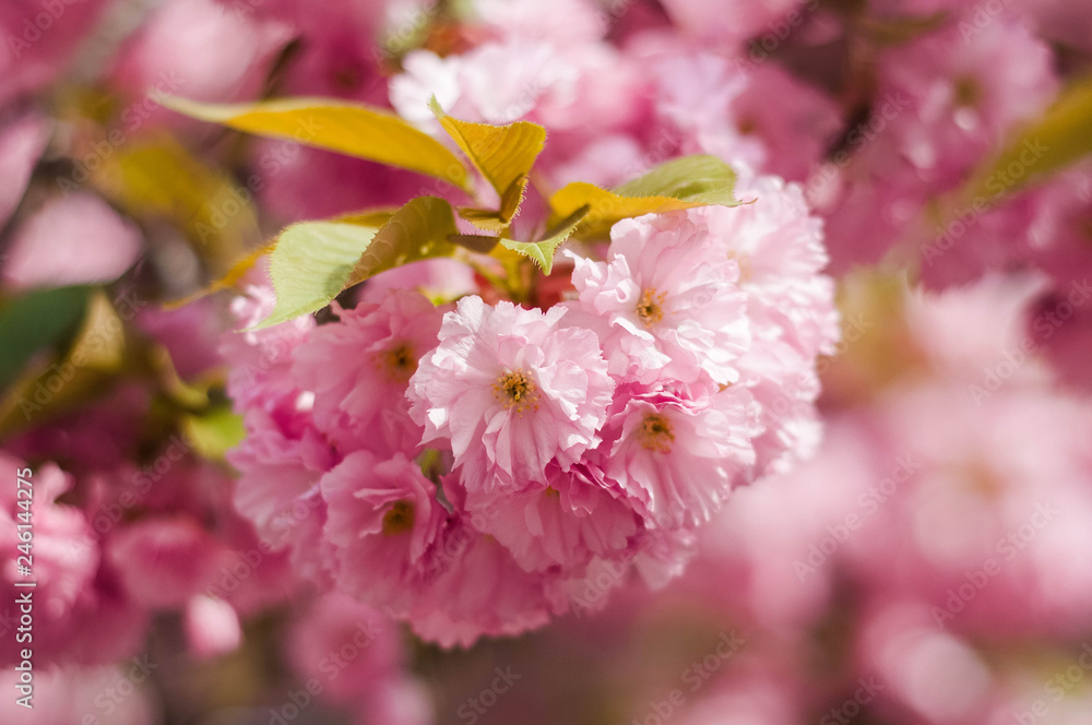 Tender Sakura flowers close up blossoming in spring season. Beauty in nature of pink spring cherry blossom in Uzhgorod, Ukraine. Abstract Sakura Background. Tender Sakura flowers close up blossoming in spring season. Beauty in nature of pink spring cherry blossom in Uzhgorod, Ukraine. Abstract Sakura Background.