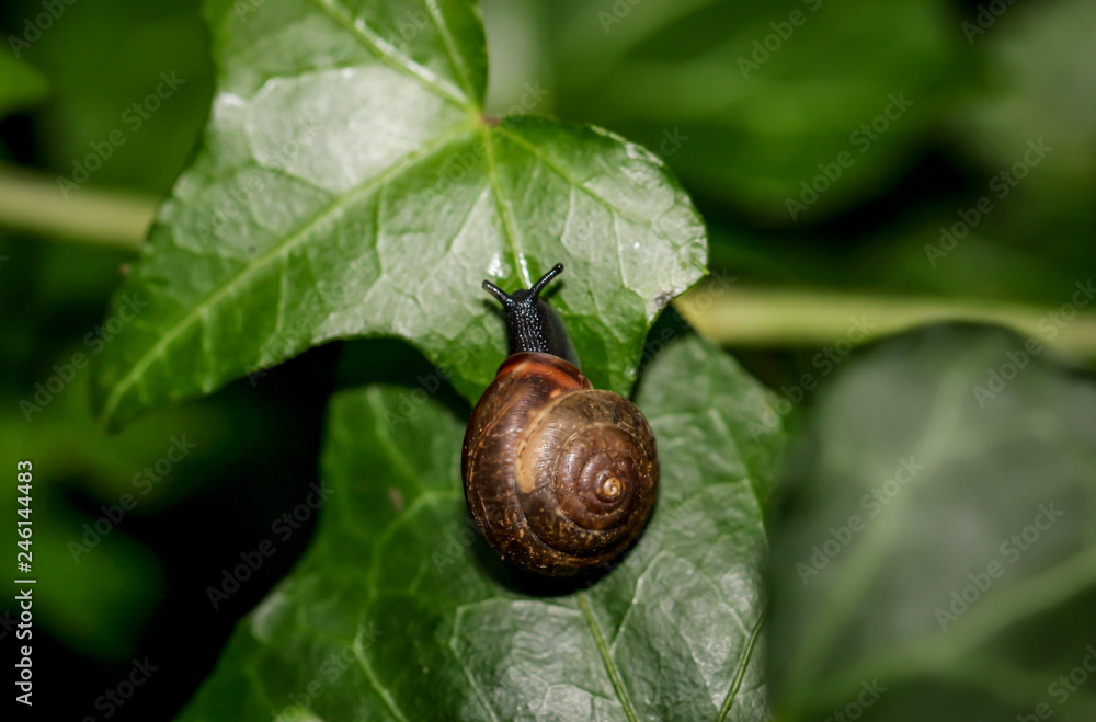 Schnecke auf Blätter