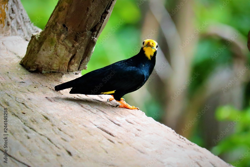 Fototapeta premium bird on a branch