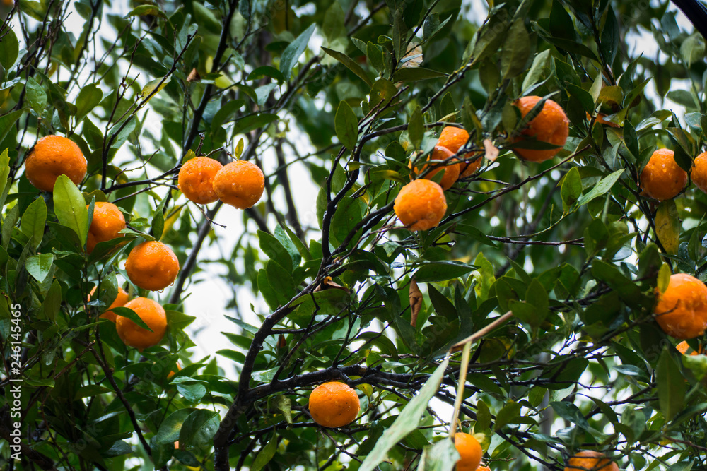 Ripe organic oranges hanging from an orange tree.