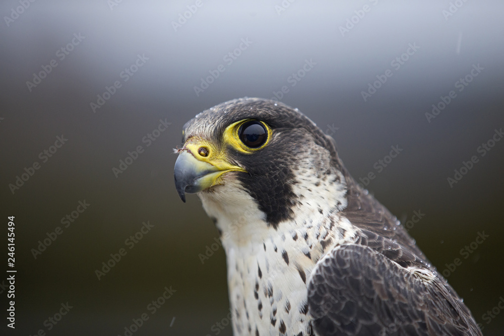 A portrait of a Female Peregrine falcon (Falco peregrinus) caught in Germany for ringing. A portrait of a Female Peregrine falcon (Falco peregrinus) caught in Germany for ringing.