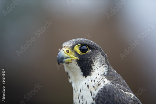 A portrait of a Female Peregrine falcon (Falco peregrinus) caught in Germany for ringing.