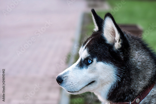 Husky dog with glasses. background for text.