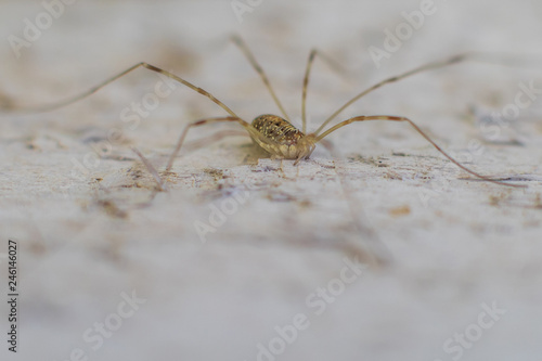 Opiliones closeup on gray background