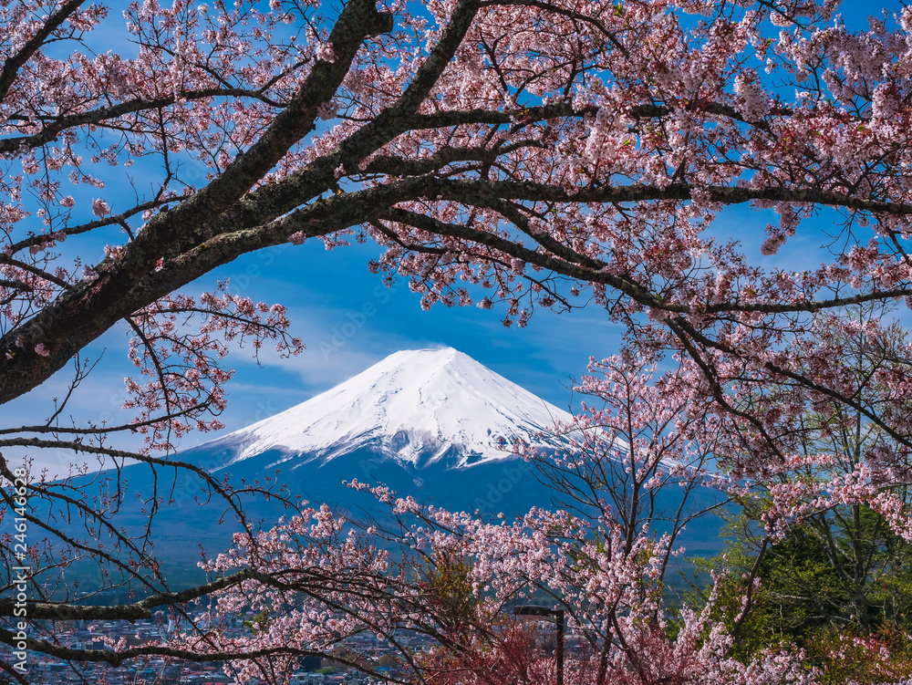 Mountain Fuji Sakura cherry blossom Japan spring season - obrazy, fototapety, plakaty 