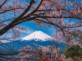 Mountain Fuji Sakura cherry blossom Japan spring season
