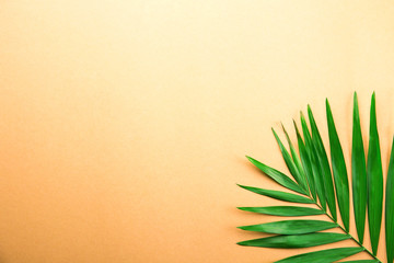 Top view of big green leaf of a exotic parlor palm on golden orange gradient background with a lot of copy space for text. Minimalistic flat lay composition w/ large branch of tropical plant. Close up