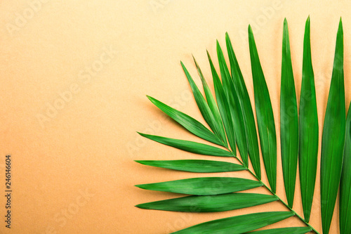 Top view of big green leaf of a exotic parlor palm on golden orange gradient background with a lot of copy space for text. Minimalistic flat lay composition w/ large branch of tropical plant. Close up