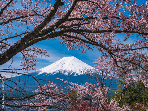 Mountain Fuji Sakura cherry blossom Japan spring season photo
