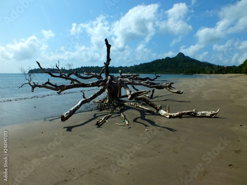 Arbre mort sur une plage vierge de Mayotte