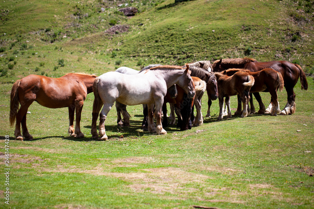 Caballos en libertad en los Pirineos Caballos en libertad en los Pirineos